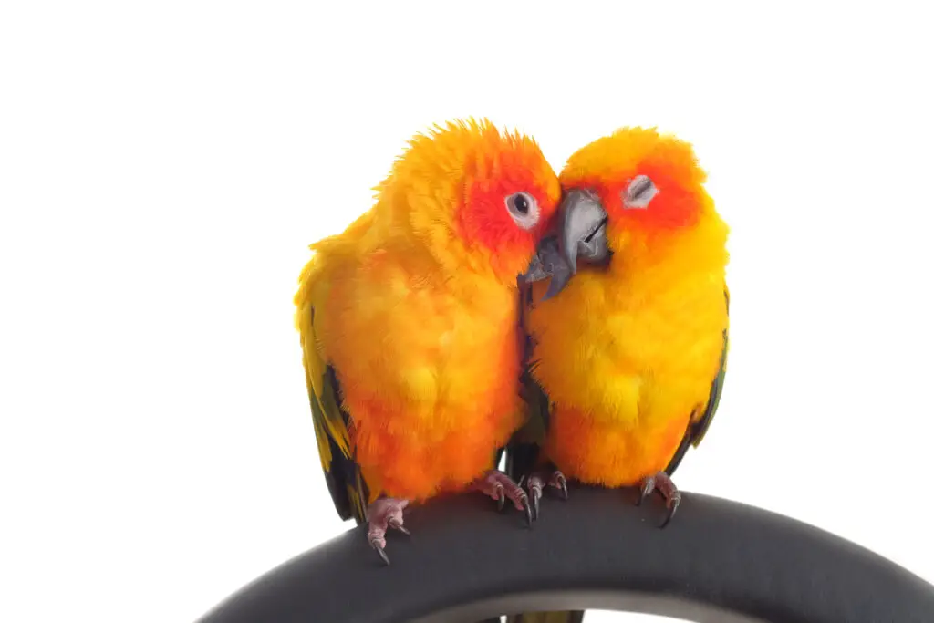 two sun conures showing affection