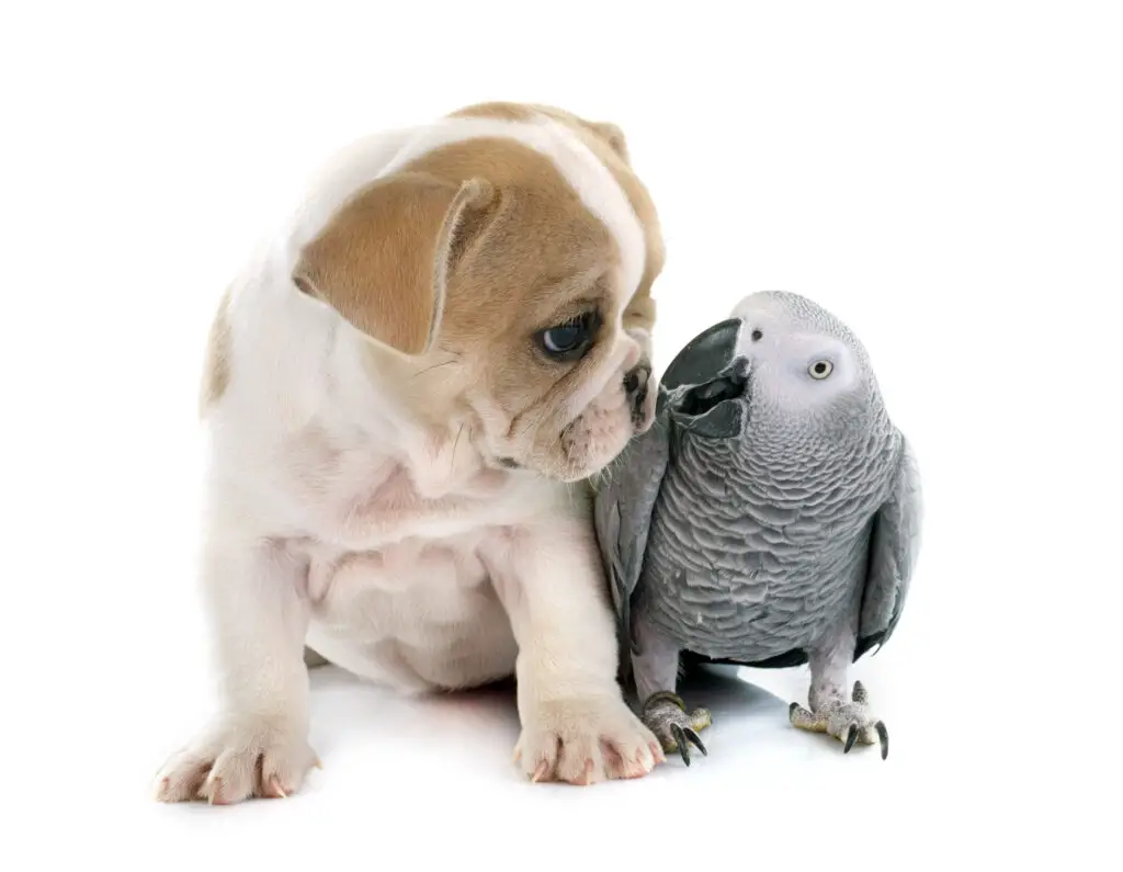 African grey parrot next to a bulldog puppy