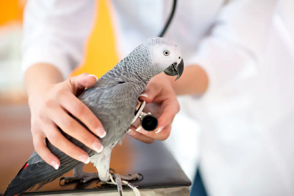 African grey parrot being checked by a vet with a stethoscope