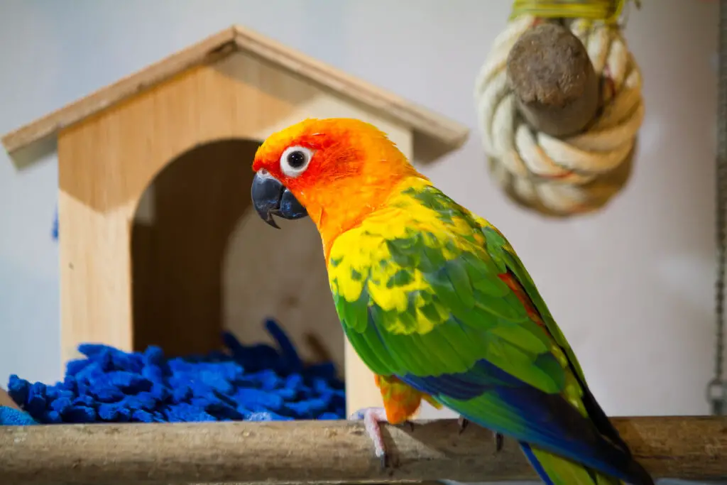 Sun Conure household dangers