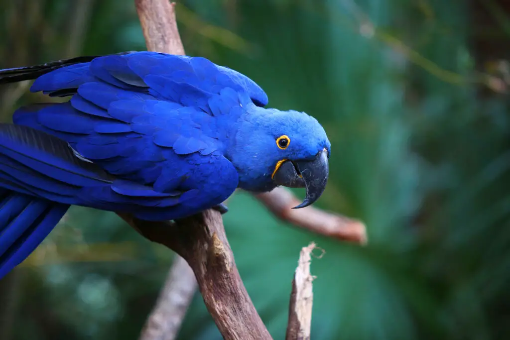 Lears Macaw