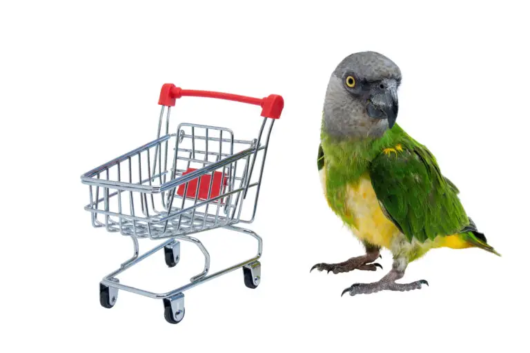 Senegal Parrot with a shopping cart