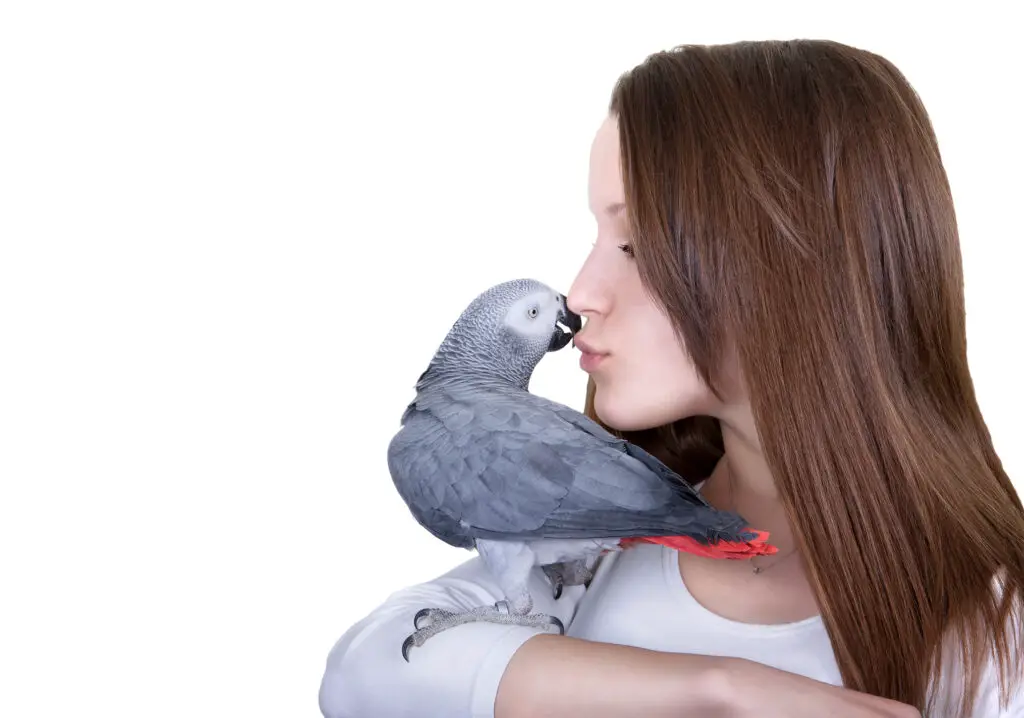 girl with an african grey parrot