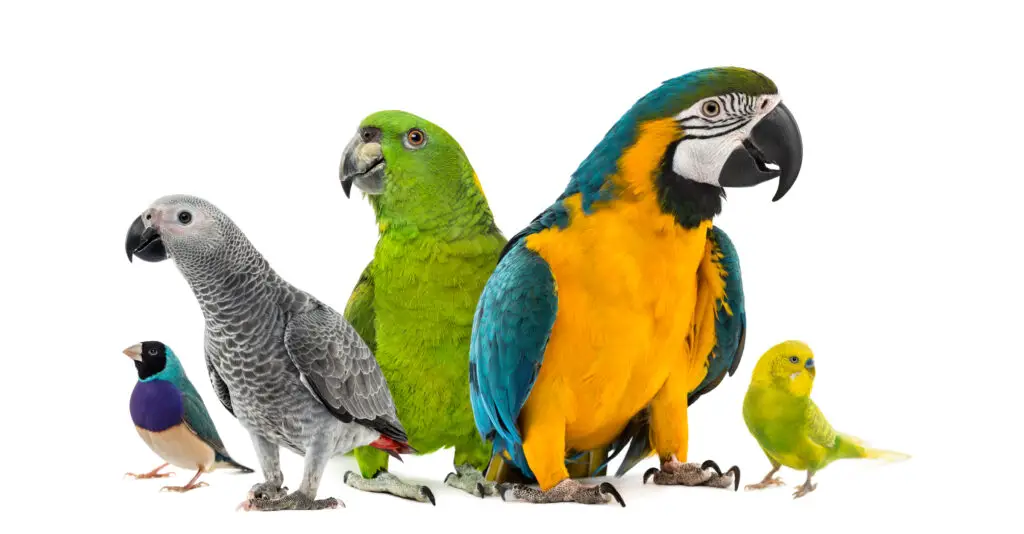 Group of Parrots including a macaw, Eclectus and African Grey on a white background