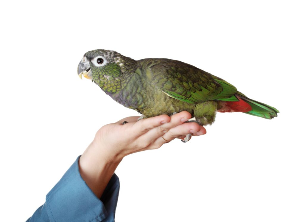 Pionus parrot sitting on a womans hand