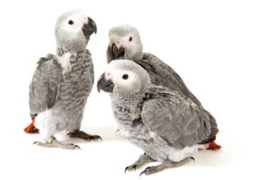 3 african grey baby parrots looking at the camera on a white background