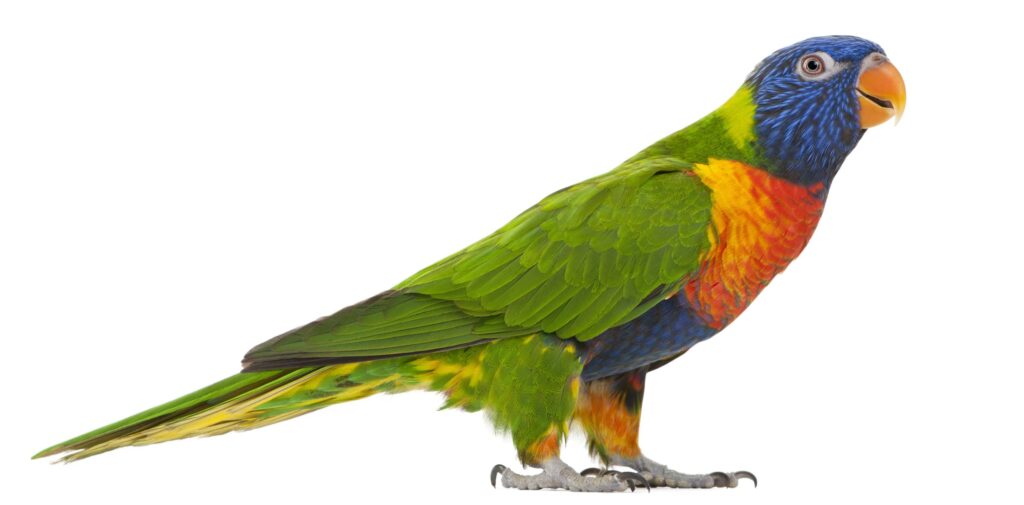Lorikeet on a white background looking at the camera
