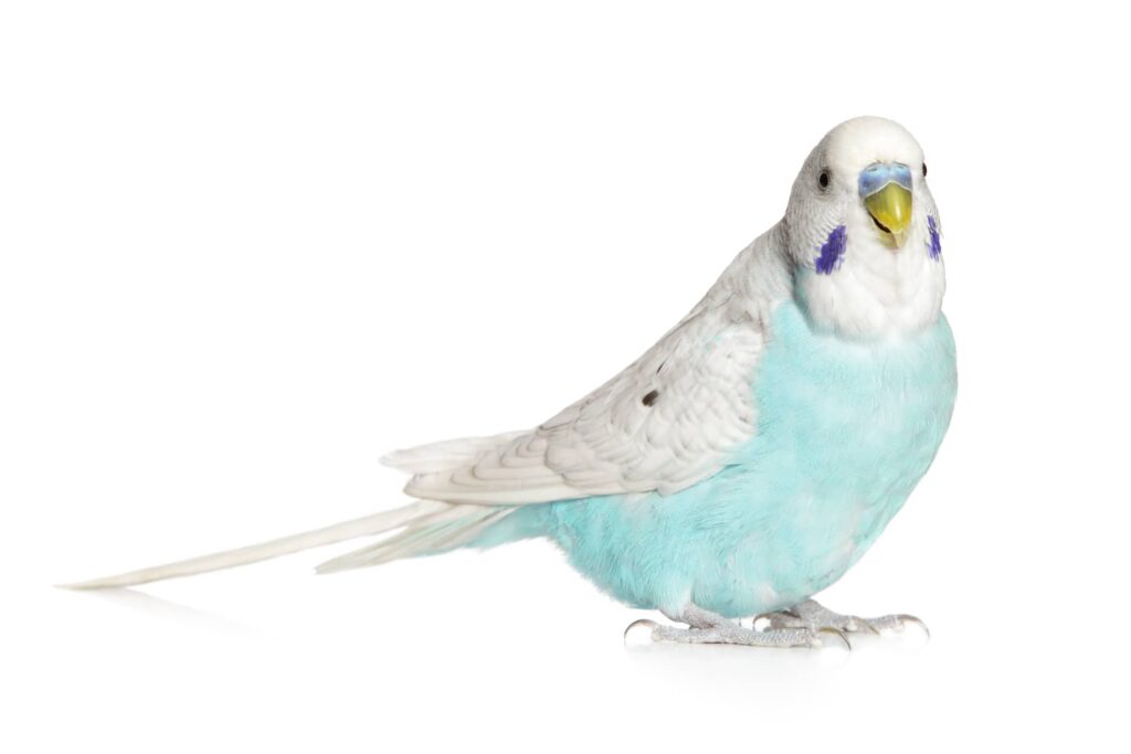 Budgie on a white background