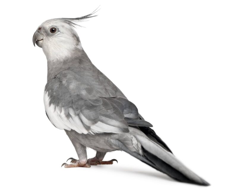 Cockatiel on a white background looking at the camera