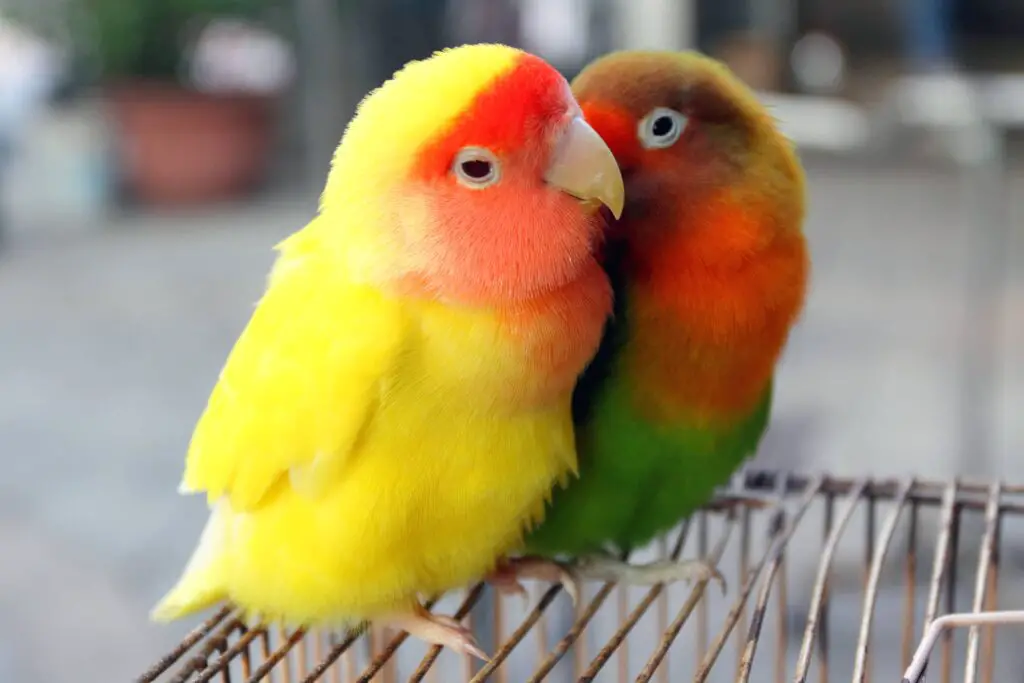 lovebird breeding - two lovebirds sitting on a cage showing affection