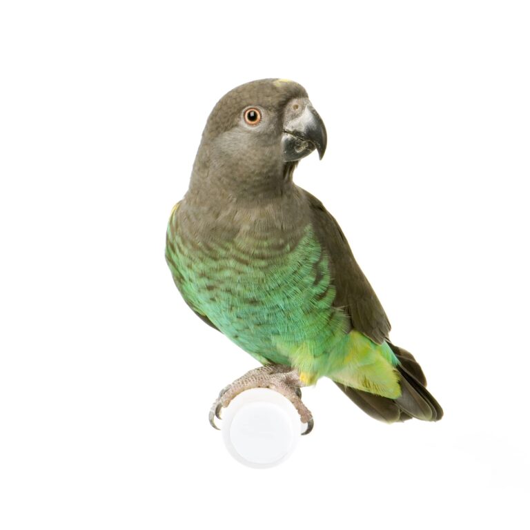 Meyer's Parrot sitting on a white pole looking at the camera