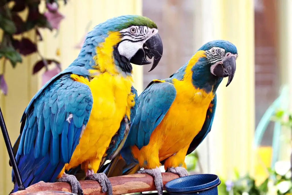 two blue and gold macaw on a perch