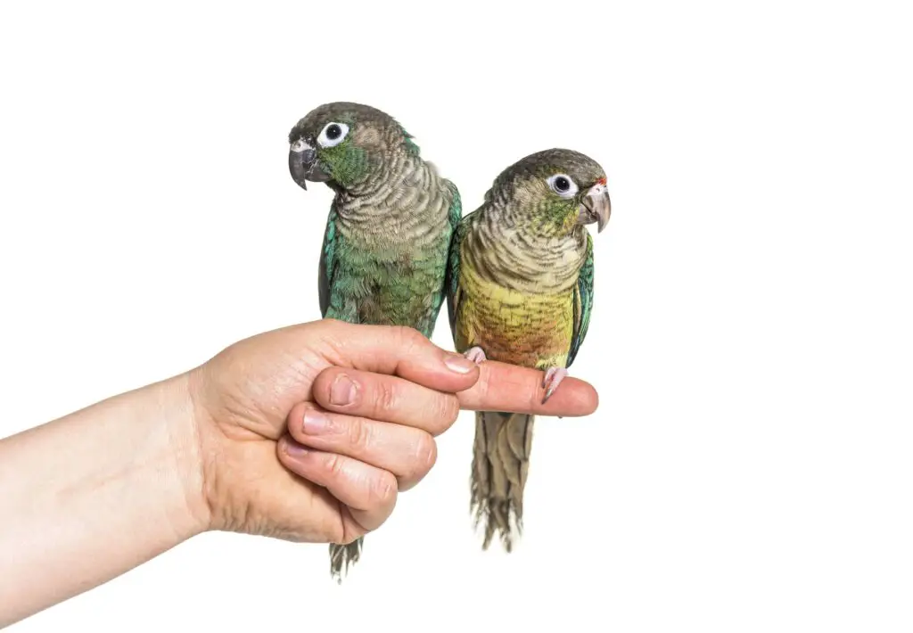 Green Cheek Conures