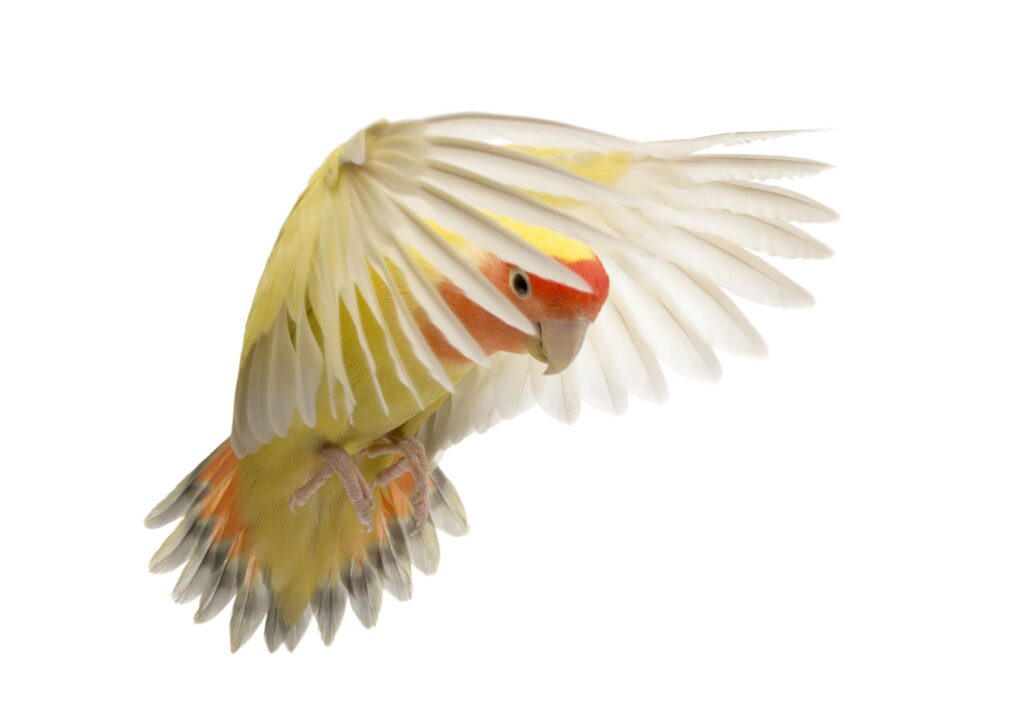 lovebird breeding - a lovebird flying