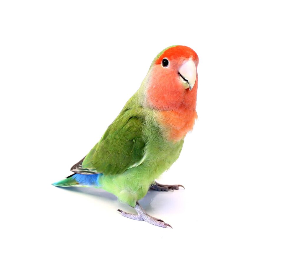 lovebird breeding - A lovebird looking at the camera on a white background