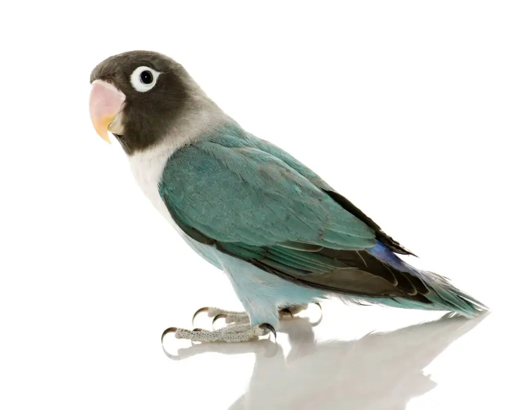 lovebird breeding - a black faced lovebird on a white background