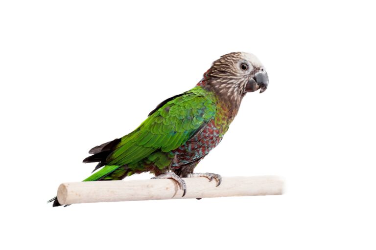 Hawk-headed Parrot perched on a white pole