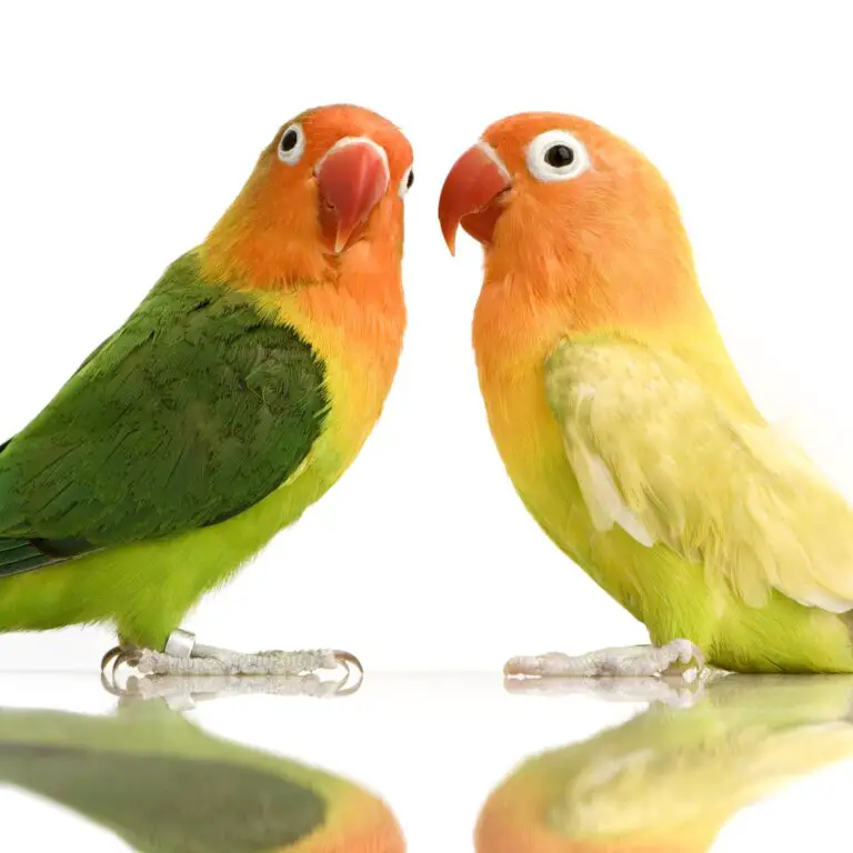 lovebird breeding - two lovebirds on a white background and one looking at the camera