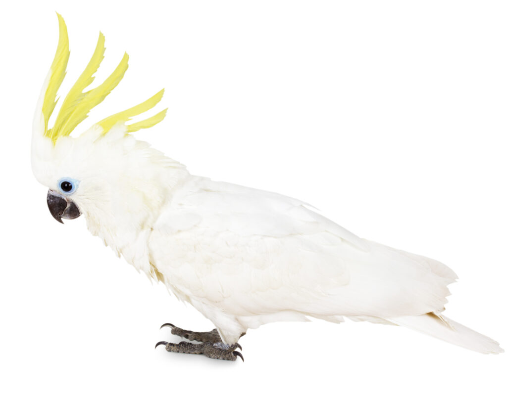 cockatoo on a white background
