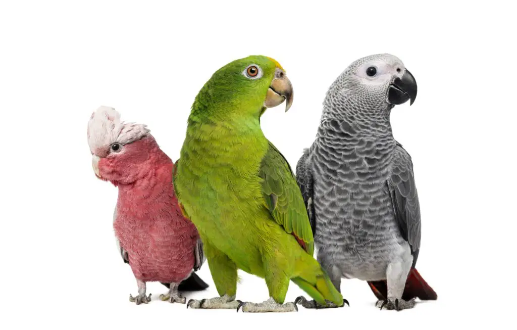 different types of parrots