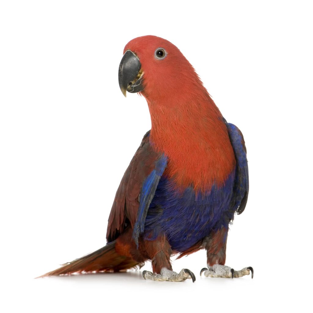 eclectus parrot