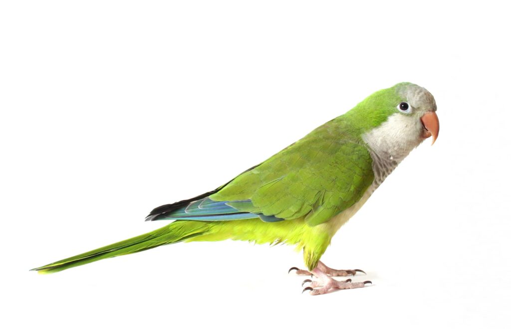 Quaker Parrot - different types of parrots