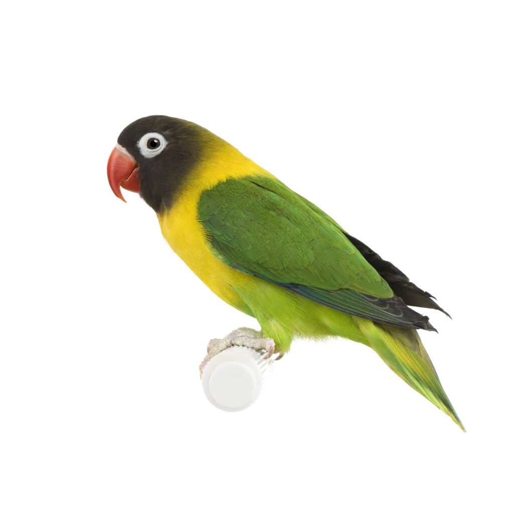 lovebird breeding - a masked lovebird on a perch