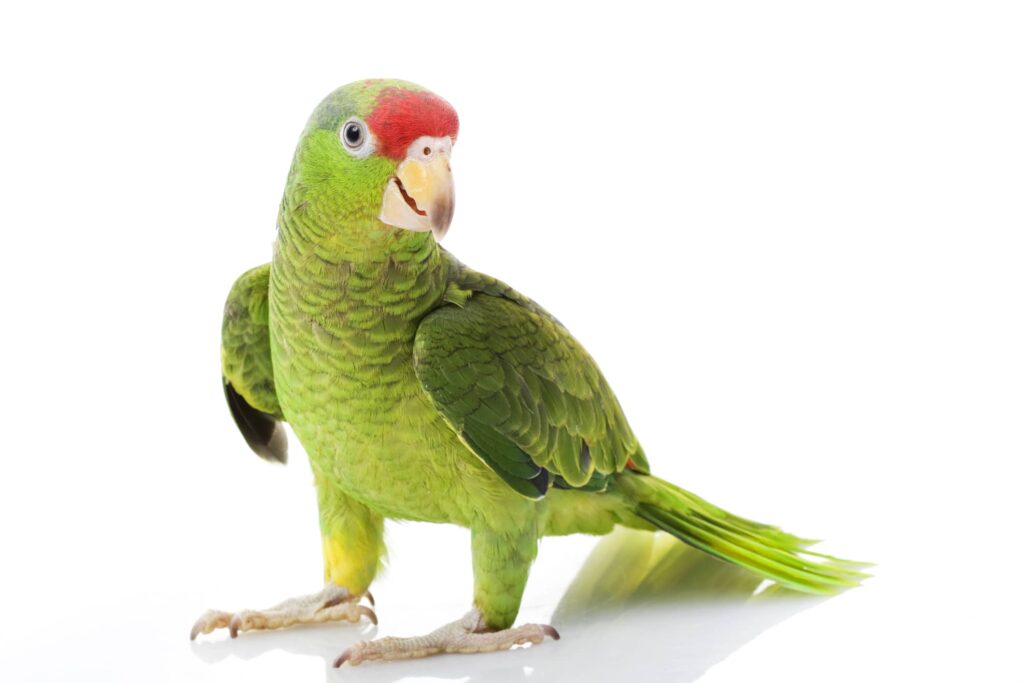 mexican red headed amazon parrot