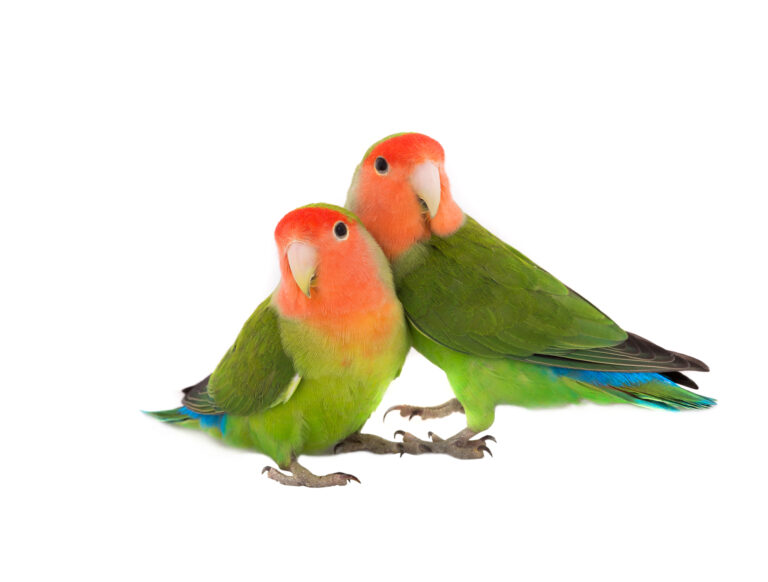 two peach-faced love birds looking at the camera on a white background - Lovebird Breeding
