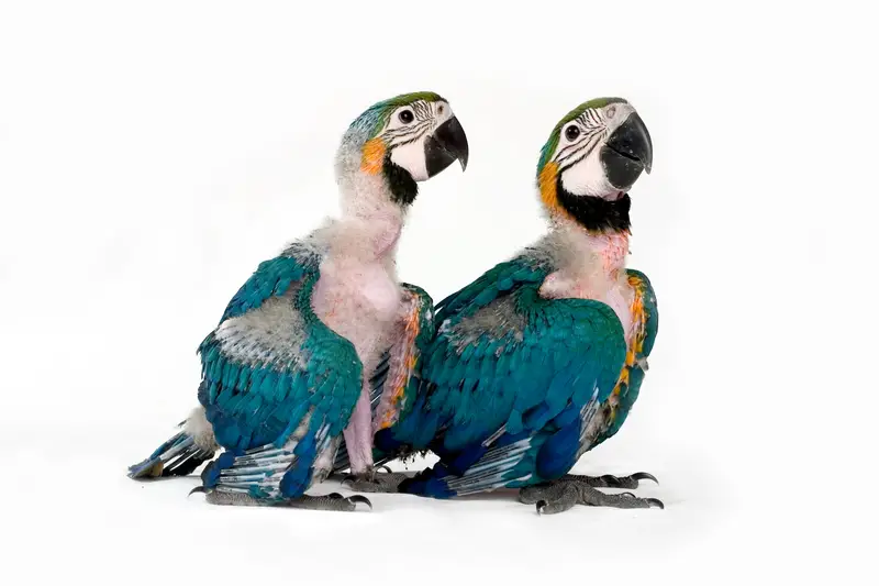 baby parrot - macaws