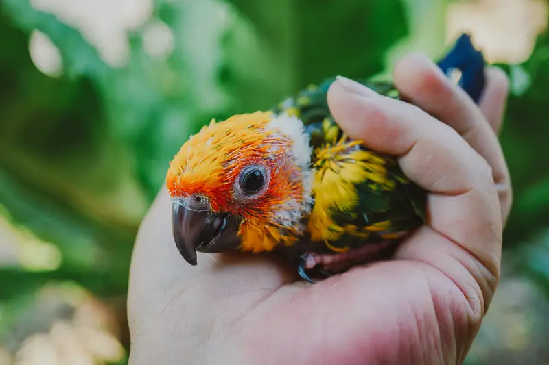 baby parrot sun conure nestled in a hand