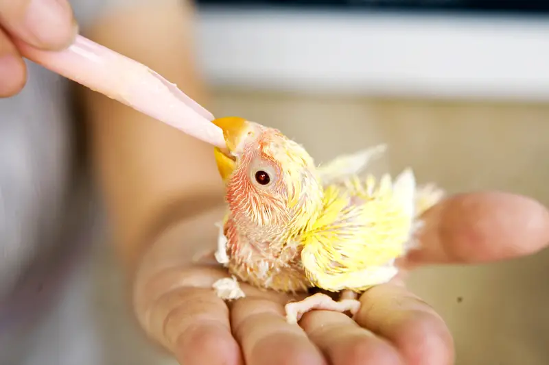 baby parrot feeding and sitting on a hand