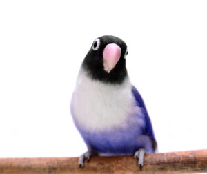 lovebird breeding - a lovebird sitting on a branch with a white background