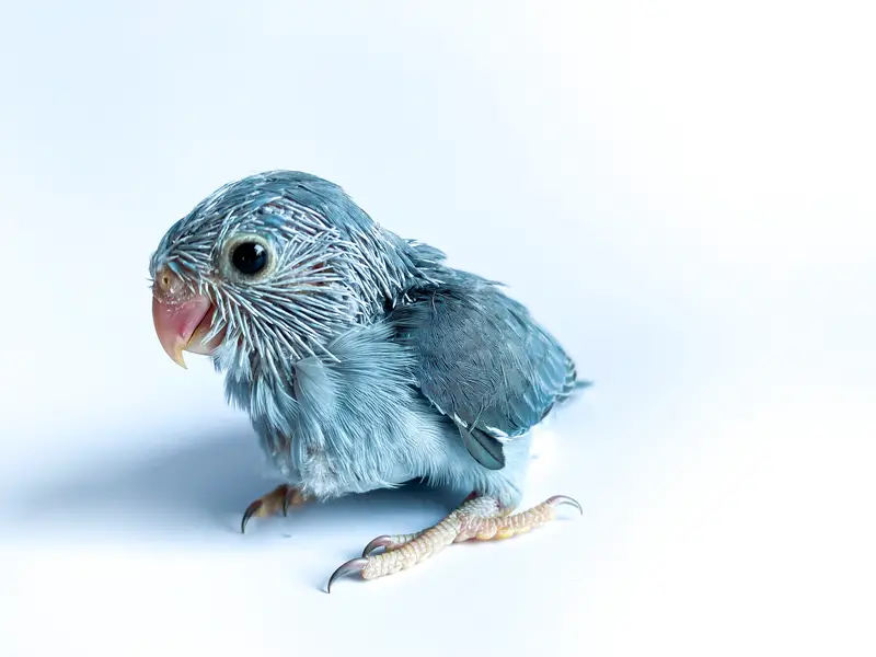 baby parrot on a white background