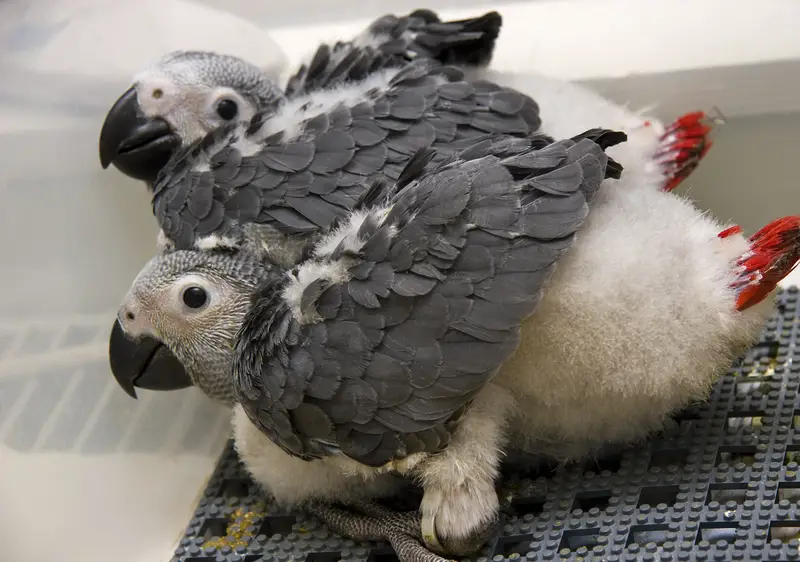 two baby african grey parrots