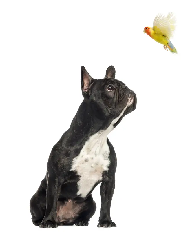 Lovebird breeding - a french bulldog looking up at a flying lovebird on a white background