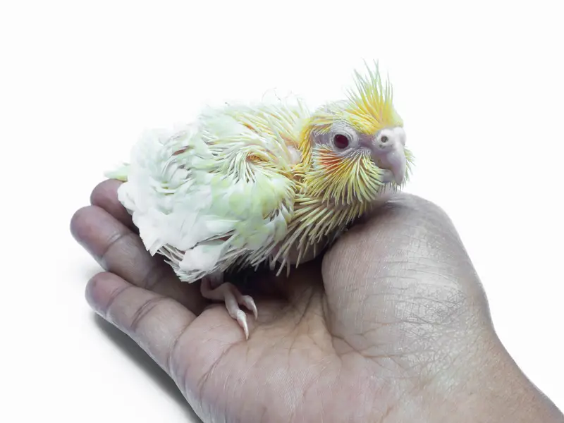 baby parrot - baby cockatiel sitting on a hand