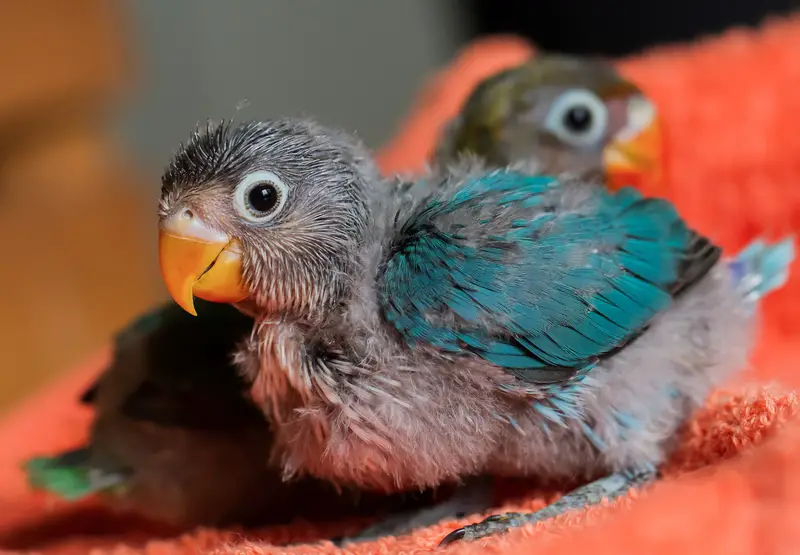 baby parrot - two baby lovebird parrots