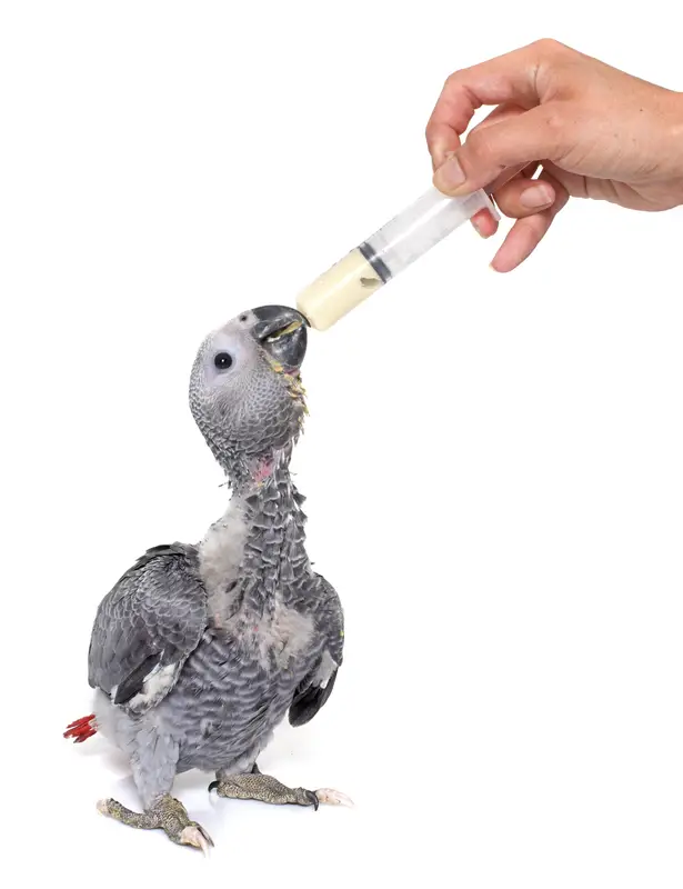 feeding baby parrot with a syringe