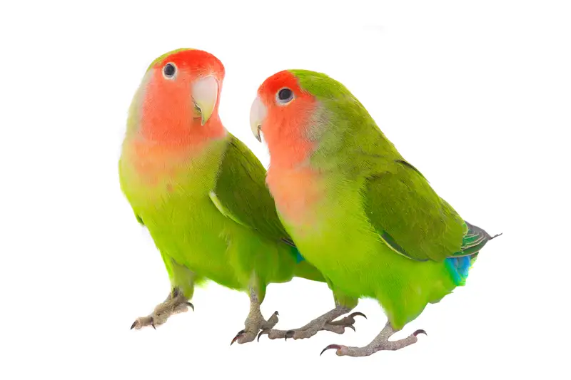 lovebird breeding - two lovebirds looking at eachother on a white background