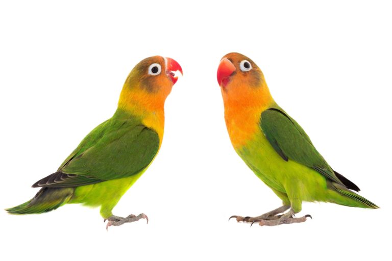 Fischers' Lovebird