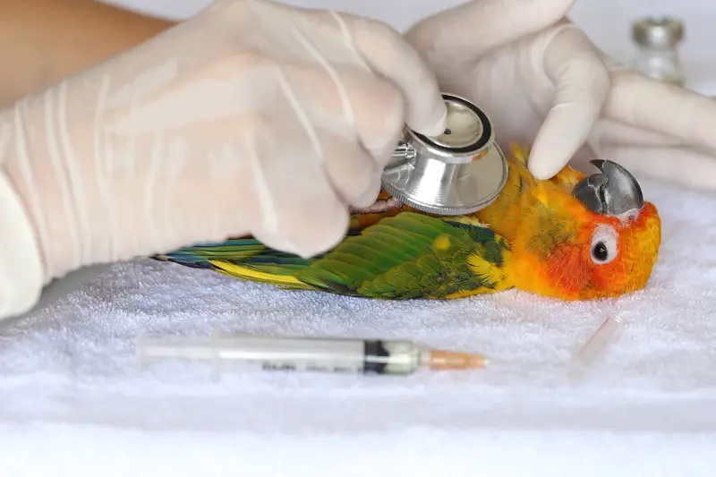 sun conure getting examined by a vet