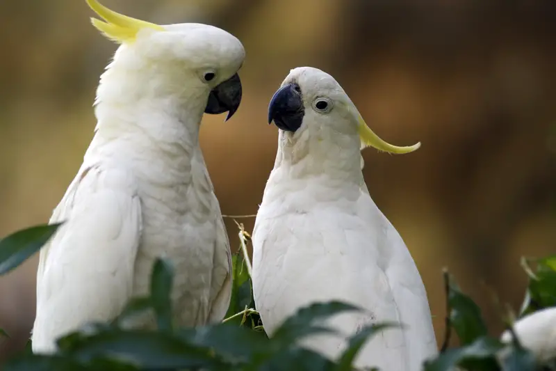 two cockatoos looking at eachother