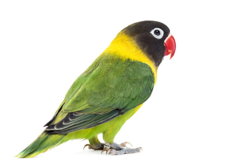 Black-Masked or Yellow-Collared Lovebird