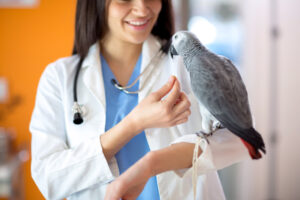 African grey parrot perched on a vets arm receiving care
