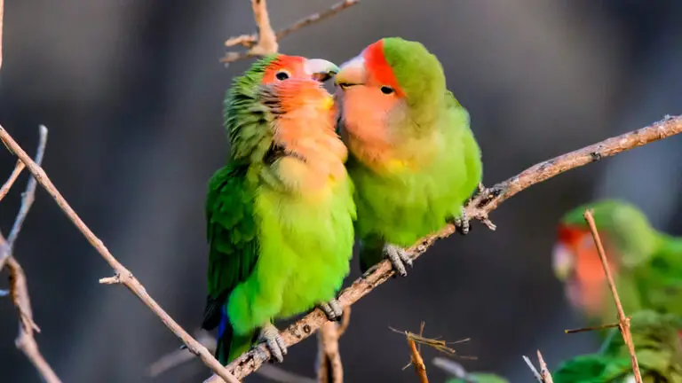 affectionate rosy faced lovebird