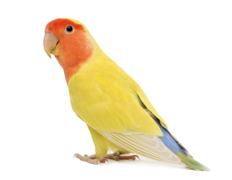 Red-Faced Lovebird