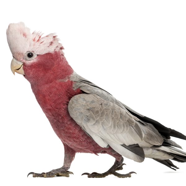 Galah Cockatoo