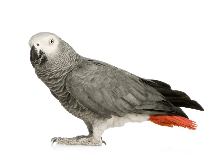 African grey parrot on a white background