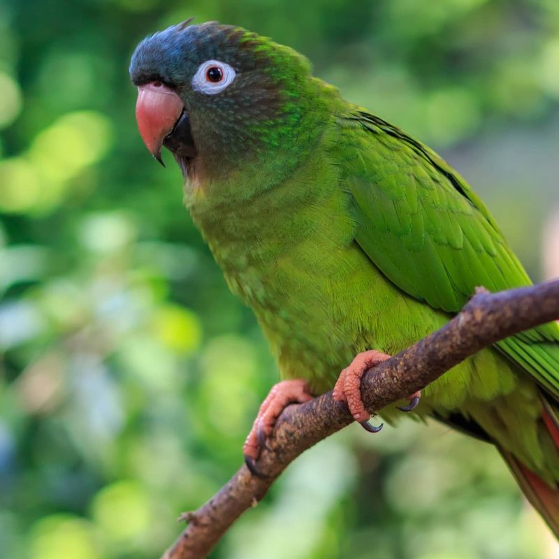Blue-crowned Conure perched on a branch